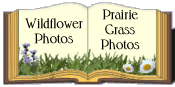 Wildflower and Prairie Grass Photo Albums. Species photos and info in Native, Naturalized and Grass sections.