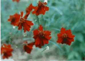 Dwarf Red Plains Coreopsis
