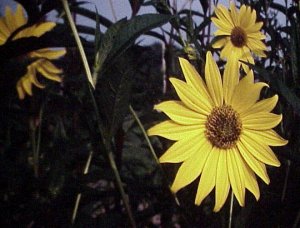 Sawtooth Sunflower