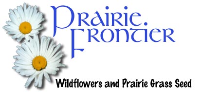 Wildflower and prairie grass by Prairie Frontier