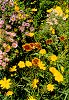Northeast Native